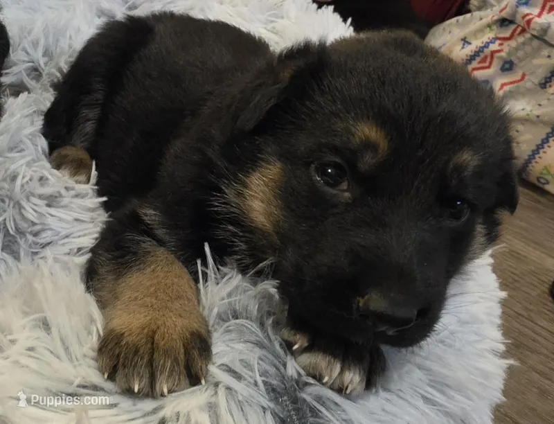 Luna – German Shepherd Dog puppy for sale in Amherst, VA
