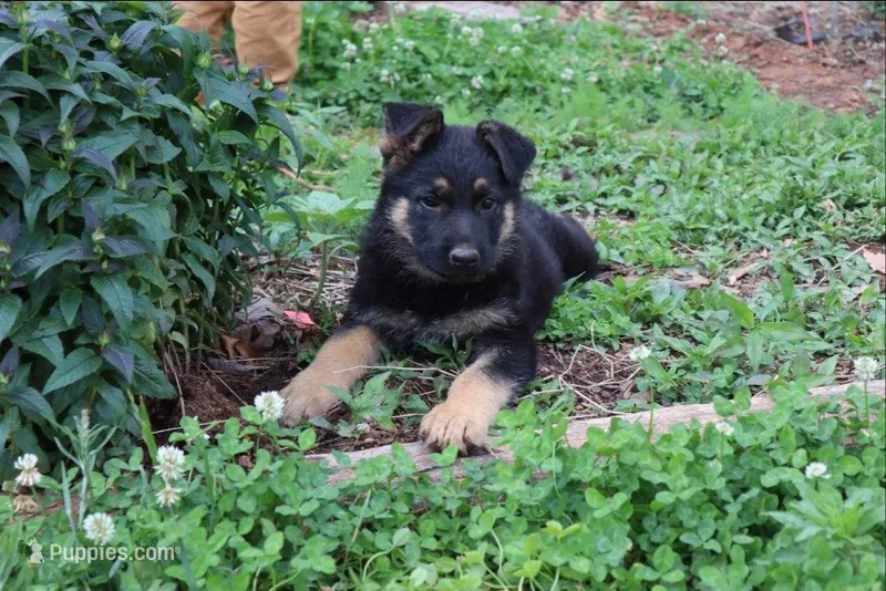 Luna – German Shepherd Dog puppy for sale in Amherst, VA