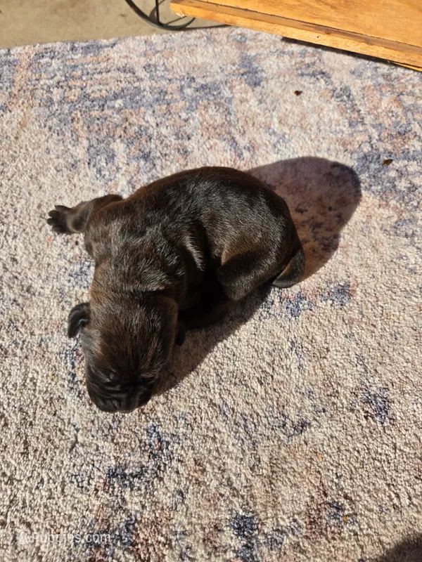 Red – Cane Corso puppy for sale in Owatonna, MN