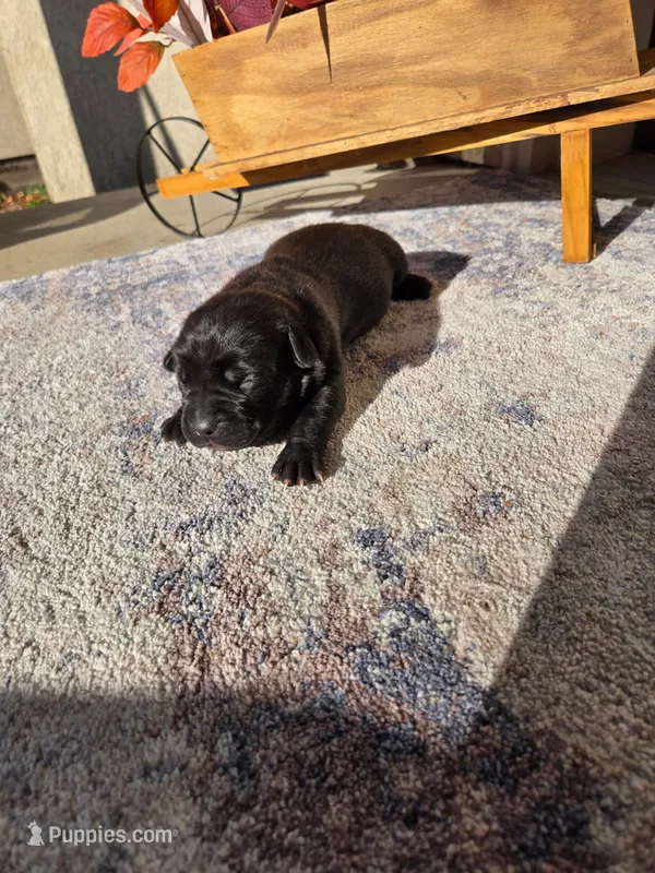 Onyx – Cane Corso puppy for sale in Owatonna, MN
