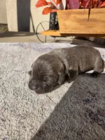 Silver 1, a female Cane Corso for sale in Owatonna, MN – 4 of 4