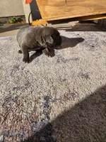 Silver 1, a female Cane Corso for sale in Owatonna, MN – 3 of 4