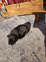 Red, a male Cane Corso for sale in Owatonna, MN – 2 of 2