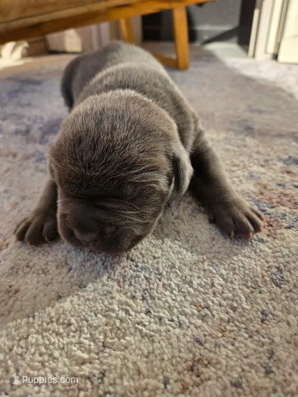 Silver 1 – Cane Corso puppy for sale in Owatonna, MN