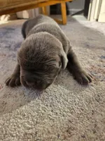 Silver 1, a female Cane Corso for sale in Owatonna, MN – 1 of 4
