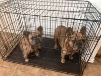 Gava, a female French Bulldog for sale in El Monte, CA – Photo 5 of 5