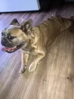 Gava, a female French Bulldog for sale in El Monte, CA – Photo 2 of 5