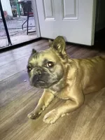 Gava, a female French Bulldog for sale in El Monte, CA – Photo 4 of 5