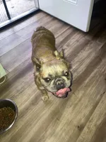 Gava, a female French Bulldog for sale in El Monte, CA – Photo 3 of 5