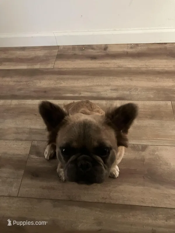 Gava – French Bulldog puppy for sale in El Monte, CA