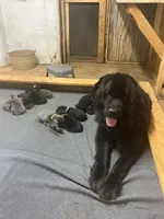 AKC Black w/ white Female-Belle, a female Newfoundland for sale in Siler City, NC – 2 of 4