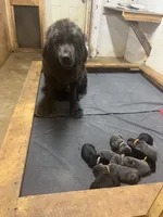 AKC Gray Female-Opal, a female Newfoundland for sale in Siler City, NC – 2 of 4