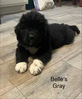 AKC Belle's Gray Collar, a female Newfoundland for sale in Siler City, NC – 2 of 5