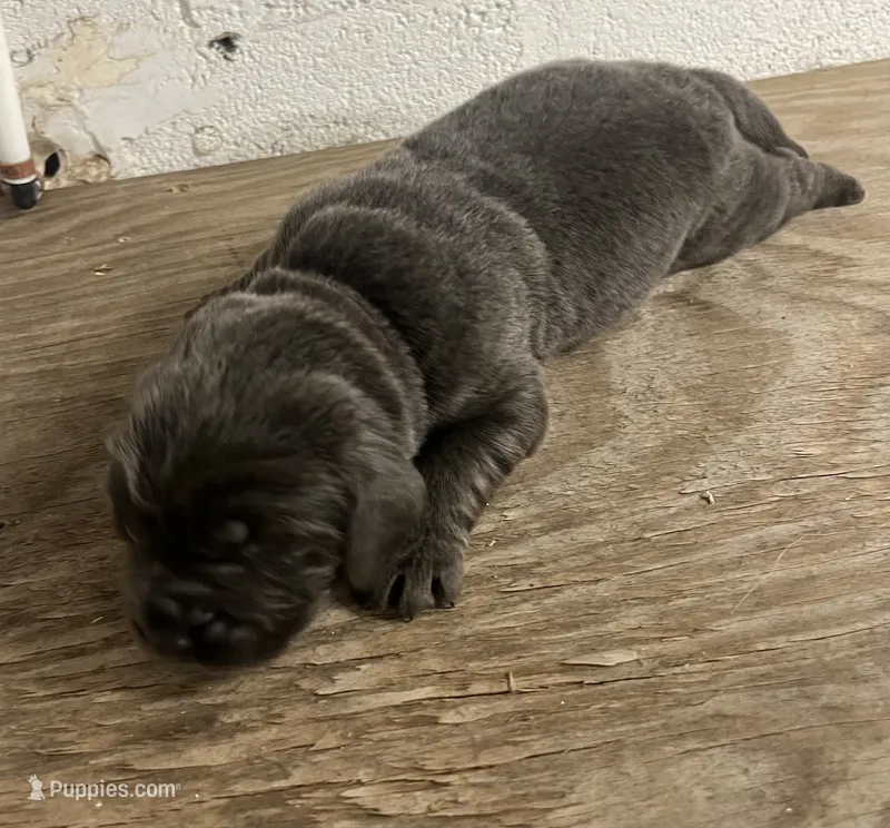 AKC Gray Female-Opal – Newfoundland puppy for sale in Siler City, NC