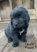 AKC Opal's Purple Collar, a female Newfoundland for sale in Siler City, NC – 1 of 5