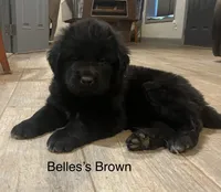 AKC Belle's Brown Collar, a female Newfoundland for sale in Siler City, NC – 1 of 5