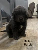 AKC Belle's Purple Collar, a female Newfoundland for sale in Siler City, NC – 2 of 5