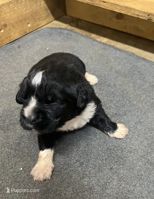 AKC Black w/ white Female-Belle – Newfoundland puppy for sale in Siler City, NC