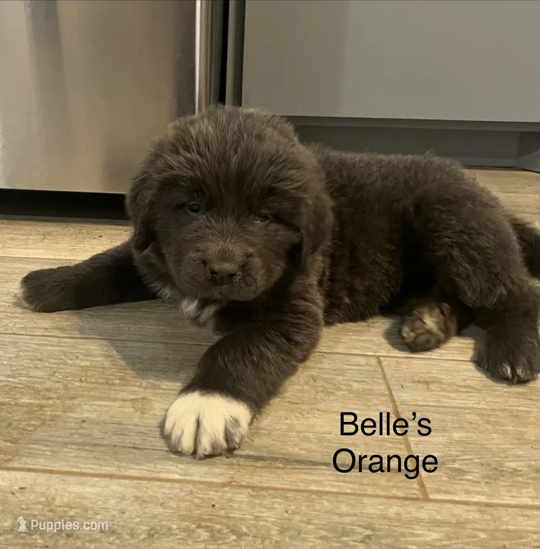 AKC Belle's Orange Collar – Newfoundland puppy for sale in Siler City, NC