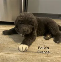AKC Belle's Orange Collar, a female Newfoundland for sale in Siler City, NC – 1 of 5