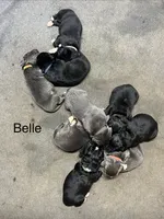 AKC Gray with white Female-Belle, a female Newfoundland for sale in Siler City, NC – 3 of 4