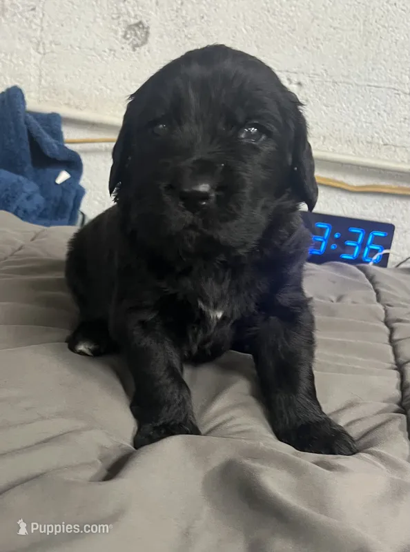 AKC Black Female-Opal – Newfoundland puppy for sale in Siler City, NC