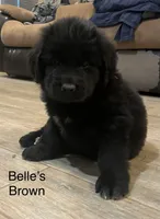 AKC Belle's Brown Collar, a female Newfoundland for sale in Siler City, NC – 2 of 5