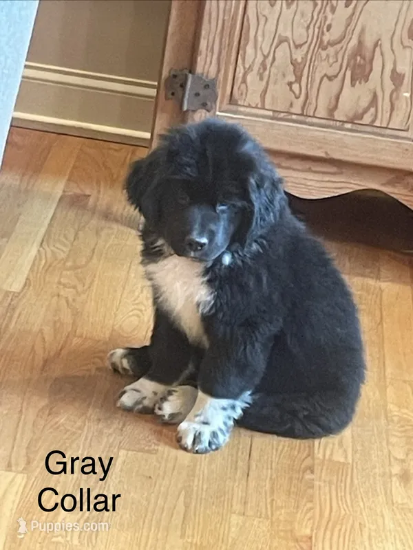 AKC Belle's Gray Collar – Newfoundland puppy for sale in Siler City, NC