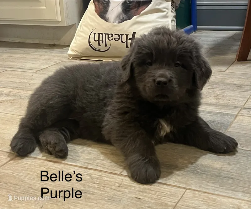 AKC Belle's Purple Collar – Newfoundland puppy for sale in Siler City, NC
