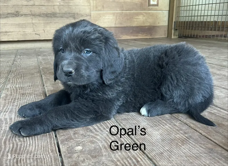 AKC Opal's Green Collar – Newfoundland puppy for sale in Siler City, NC