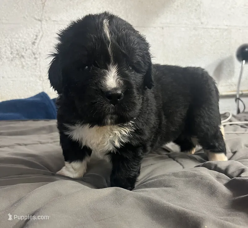 AKC Black w/ white Female-Belle – Newfoundland puppy for sale in Siler City, NC