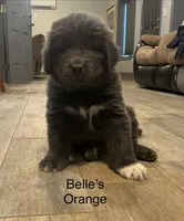 AKC Belle's Orange Collar, a female Newfoundland for sale in Siler City, NC – 2 of 5