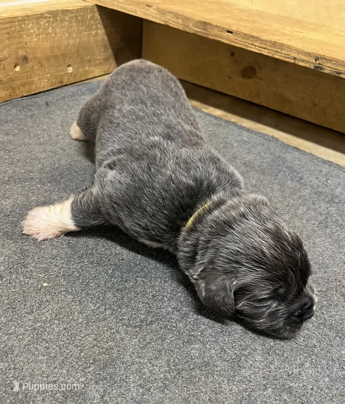 AKC Gray with white Female-Belle – Newfoundland puppy for sale in Siler City, NC