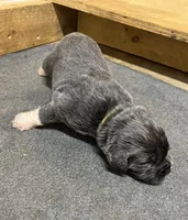 AKC Gray with white Female-Belle, a female Newfoundland for sale in Siler City, NC – 1 of 4
