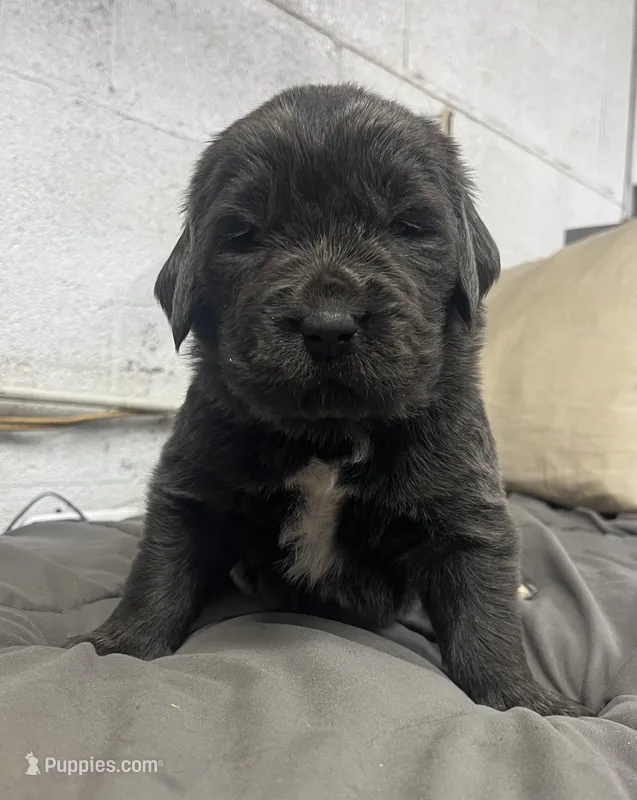 AKC Gray Female-Opal – Newfoundland puppy for sale in Siler City, NC