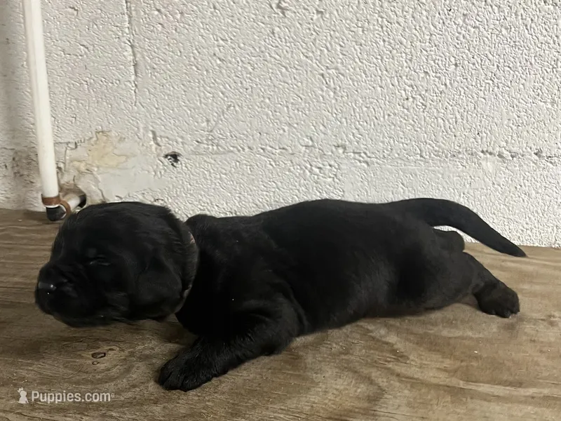 AKC Black Female-Opal – Newfoundland puppy for sale in Siler City, NC