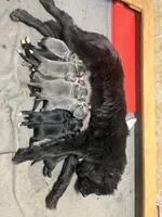 AKC Gray with white Female-Belle, a female Newfoundland for sale in Siler City, NC – 4 of 4