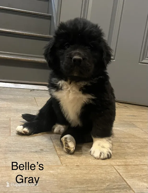 AKC Belle's Gray Collar – Newfoundland puppy for sale in Siler City, NC