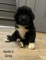 AKC Belle's Gray Collar, a female Newfoundland for sale in Siler City, NC – 1 of 5