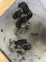 AKC Gray Female-Opal, a female Newfoundland for sale in Siler City, NC – 3 of 4