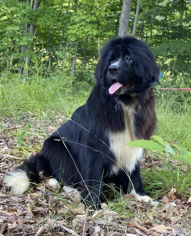 Linka AKC/OFA Certified – Newfoundland puppy for sale in Siler City, NC