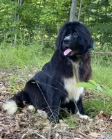 Linka AKC/OFA Certified, a female Newfoundland for sale in Siler City, NC – 1 of 1