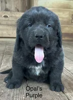 AKC Opal's Purple Collar, a female Newfoundland for sale in Siler City, NC – 2 of 5