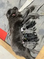 AKC Black Female-Opal, a female Newfoundland for sale in Siler City, NC – 4 of 4