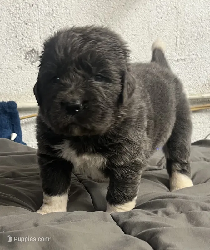 AKC Gray with white Female-Belle – Newfoundland puppy for sale in Siler City, NC