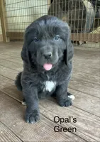 AKC Opal's Green Collar, a female Newfoundland for sale in Siler City, NC – 2 of 5