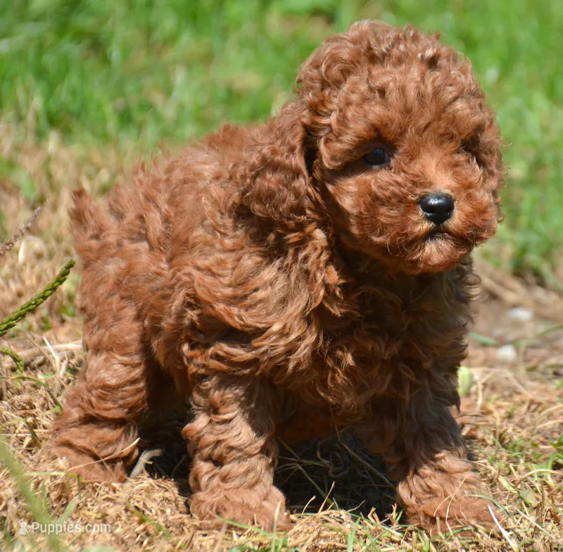 Penny Mini Poodle F3 – Poodle - Miniature  puppy for sale in Kendallville, IN
