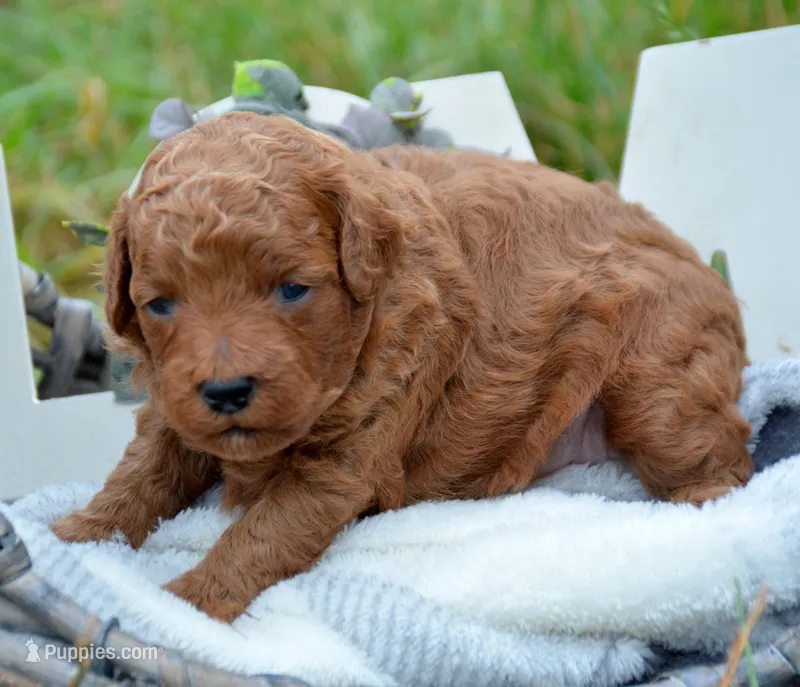 Piper Mini Poodle F2 – Poodle - Miniature  puppy for sale in Kendallville, IN
