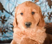 Gunner Golden Ml 3, a male Golden Retriever for sale in Kendallville, IN – Photo 2 of 2