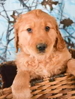 Gunner Golden Ml 3, a male Golden Retriever for sale in Kendallville, IN – Photo 1 of 2